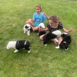 Old English Sheepdog puppies from Shawn's Old English Sheepdogs