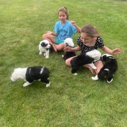 Old English Sheepdog puppies from Shawn's Old English Sheepdogs
