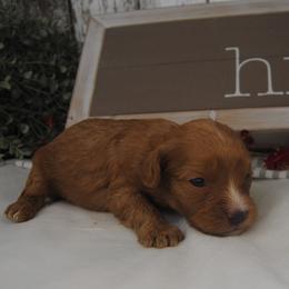 Boy 2 - male Cavapoo puppy in Mountain Grove, Missouri from Dogwood & Sassafras Companions