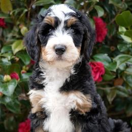 Violette - Tri-color female Bernedoodle puppy in Folsom, Louisiana from DoodlesFarmCo