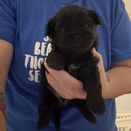Waylon - Black male Shih Tzu puppy in Boiling Springs, South Carolina from Sherry Whiteside's Shih Tzus