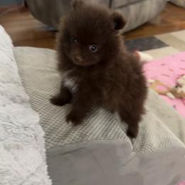 Pomeranians from PomPom-Angels