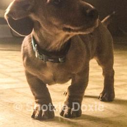 Dachshund Puppies from Shotzie Doxie Co.