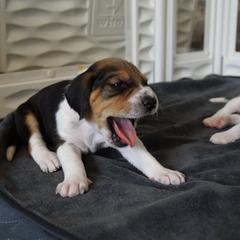 Harrier Puppies from Darkfire Harriers