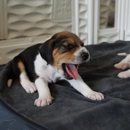 Harrier Puppies from Darkfire Harriers