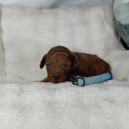 Boy 5 - male Poodle puppy in Westfield, North Carolina from Legacy Pets