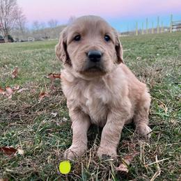 Like green - Golden male Golden Retriever puppy in Mount Carmel, Tennessee from HS Goldens