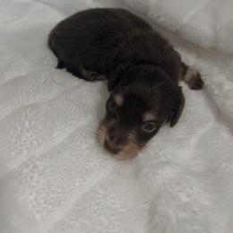 Sawyer - Chocolate and cream male Dachshund puppy in San Diego, California from Enchanted little dachshunds