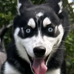 Pomskies from Allis Palace Pomskies