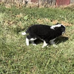 Ziggy - Black and white male Border Collie puppy in Salem, Indiana from Hidden Creek
