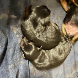 Panda - Black and rust male Miniature Pinscher puppy in Lancaster, Missouri from White Stone Ranch