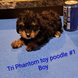 Boy 2 - Phantom male Poodle puppy in North Augusta, South Carolina from Tiny Paws Luxury Pets