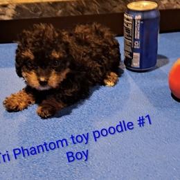 Boy 2 - Phantom male Poodle puppy in North Augusta, South Carolina from Tiny Paws Luxury Pets