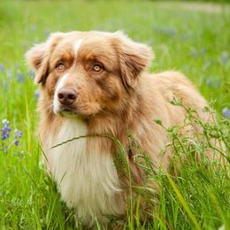 Rumble - Australian Shepherd