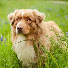 Rumble - Australian Shepherd