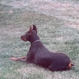 Doberman Pinscher puppies from The Defender Farm