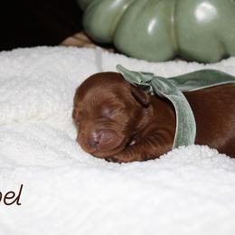 Maple - Red  male Goldendoodle puppy in Trenton, Tennessee from Pickard’s country Golden doodles
