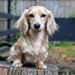 Polly - Cream female Dachshund puppy in Momence, Illinois from Happy Little Doxies