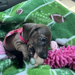 Dachshund Puppies from Army of Dachshunds
