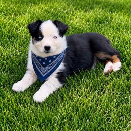 Jasper - Black tri-color male Australian Shepherd puppy in Howardsville, Virginia from Spectacular Aussies and Cavaliers