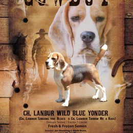 Cowboy - Beagle