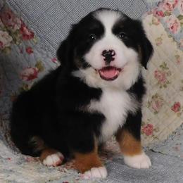 Ebony - Black tri female Toy Australian Shepherd puppy in Okeana, Ohio from Fetching Toy Aussies