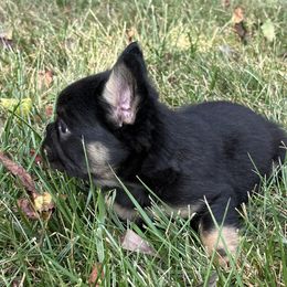 French Bulldog Puppies from Christie's Frenchies