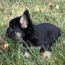 French Bulldog Puppies from Christie's Frenchies