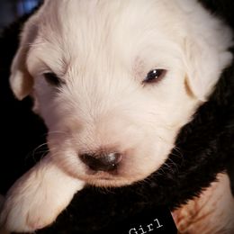 I of 8 males available - White male Great Pyrenees puppy in Yucaipa, California from Rusty Horse Ranch Great Pyrenees