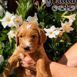 Black collar girl - Apricot female Goldendoodle puppy in Fairfield, California from Twin Sisters Doodles