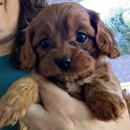 Beth - Red female Cavapoo puppy in Placerville, California from Quartz Mountain Doodles