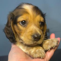 Teddy - Piebald male Dachshund puppy in Marseilles, Illinois from Zacha’s Doxie House