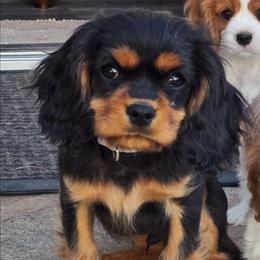 Pluto - Black and tan male Cavalier King Charles Spaniel puppy in Winnemucca, Nevada from Ruby Mountain Cavaliers