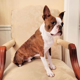 Buster - Boston Terrier