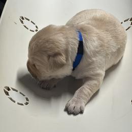 Blue - Yellow male Labrador Retriever puppy in Menomonee Falls, Wisconsin from Steppinstone Dog Training and Labradors/BC’s