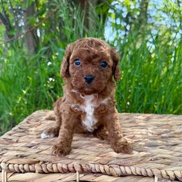 Nessa - Red female Cavapoo puppy in Beresford, South Dakota from DAKOTA DOOD RANCH