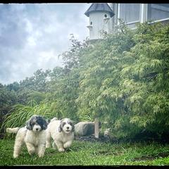 Assorted Doodle Crosses, Aussiedoodle, and Australian Shepherd Puppies from Faith, Feathers & FurBabies