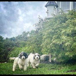 Assorted Doodle Crosses, Aussiedoodle, and Australian Shepherd Puppies from Faith, Feathers & FurBabies