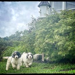 Assorted Doodle Crosses, Aussiedoodle, and Australian Shepherd Puppies from Faith, Feathers & FurBabies