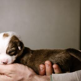 Riley - Sable female Pembroke Welsh Corgi puppy in South Otselic, New York from Ridge Top Corgis