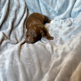 Bob Ross - Chocolate male Goldendoodle puppy in Twin Falls, Idaho from Burrow & Bone