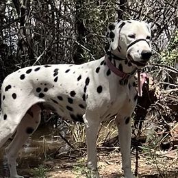 Coco - Dalmatian