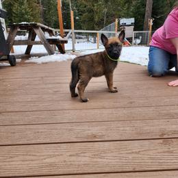 Wasabi - Sable male German Shepherd puppy in Hope, Idaho from Fyrestorm Shepherds