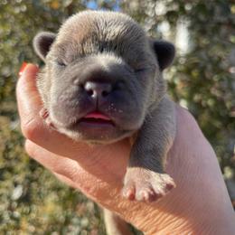 Cash - Blue fawn male French Bulldog puppy in Spanaway, Washington from Beloved Frenchies