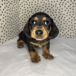 Jack - Chocolate and tan male Dachshund puppy in Mountain Grove, Missouri from Happy Hounds and More🐾