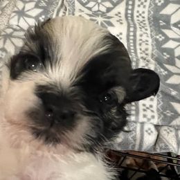 Shih Tzus from Shuwan's Shih Tzus