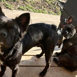 Companion Crosses from Noonie Kennels