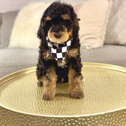 Boy 1 - Phantom male Bernedoodle puppy in Salt Lake County, Utah from Coco Avenue Pups