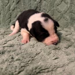 Perdita - Black and white female Border Collie puppy in St. Cloud, Florida from Marcy's Border Collies