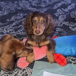 Dachshund Puppies from EntityDachs